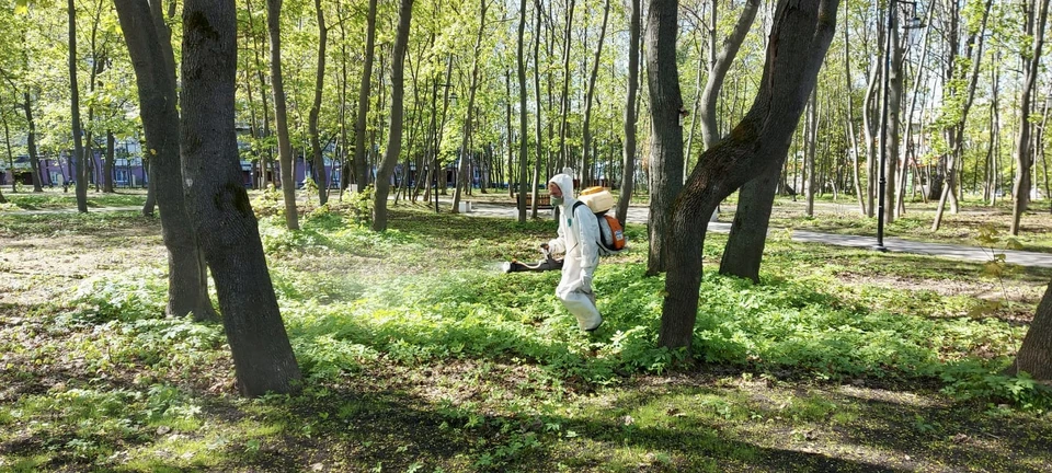 Парки и скверы в центре Нижнего Новгорода обрабатывают от клещей. Фото: пресс-служба правительства Нижегородской области.