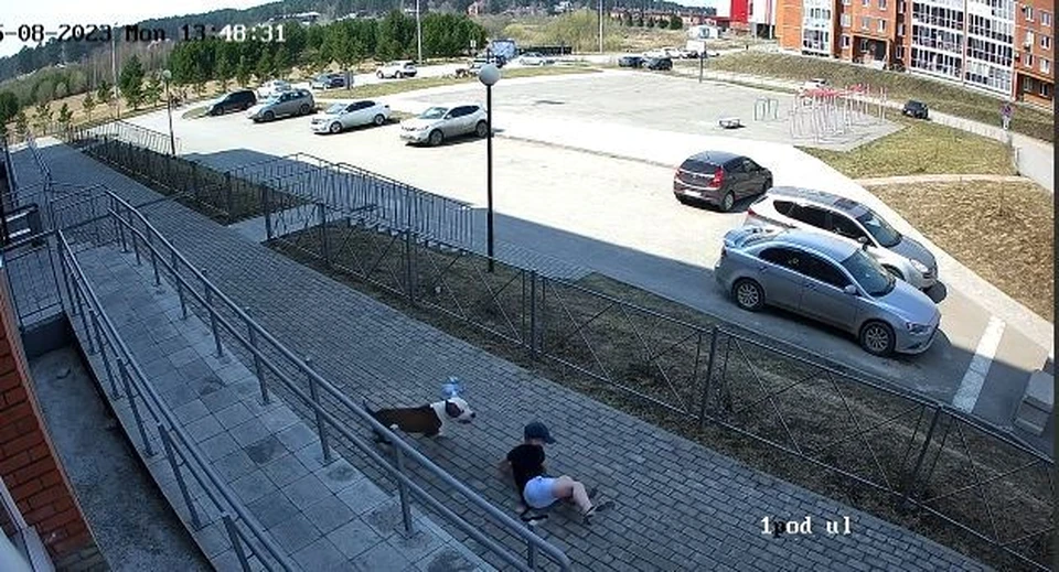 Фото: телеграм-канал "Северный парк говорит"
