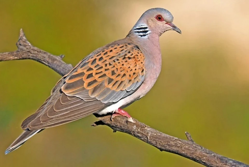 Фото: birdsrussia.ru