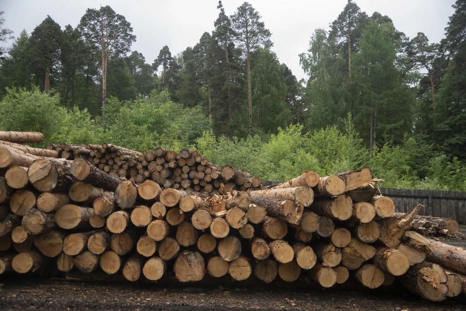 Из Томской области вывезли более 360 кубометров леса в 2023 году.