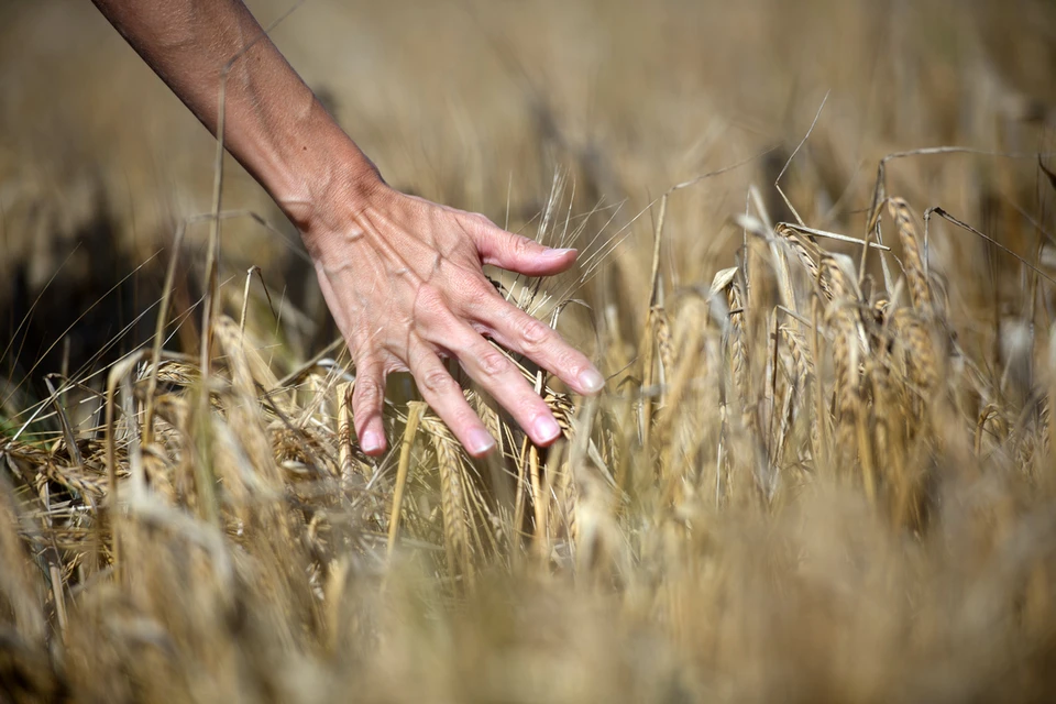 В Липецкой области выращивающие зерно аграрии получат 250,5 миллионов рублей