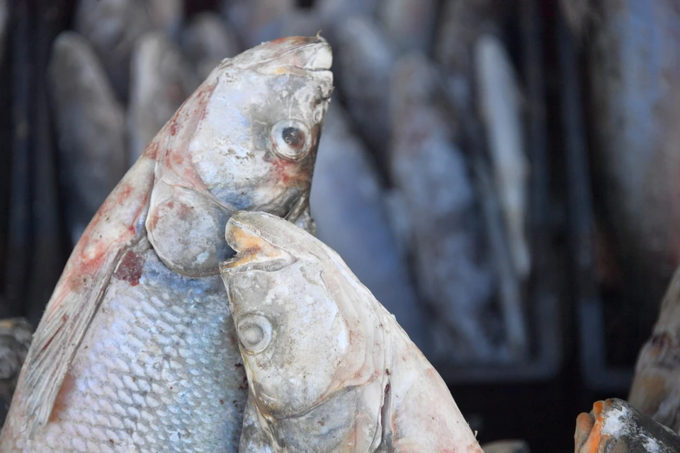 В Лебедянском районе обнаружили несуществующее рыбное предприятие