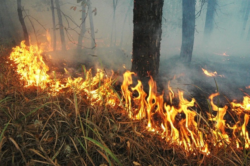 В Ярославской области ожидается высокая пожароопасность