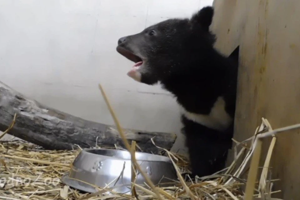 В Гродненский зоопарк подкинули двух гималайских медвежат. Фото: снимок с видео Гродненского зоопарка