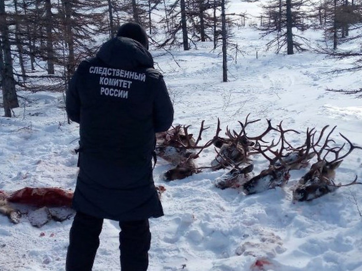 Сахалинских браконьеров, которых обвиняют в убийстве 26 краснокнижных оленей,  отпустили домой - KP.RU