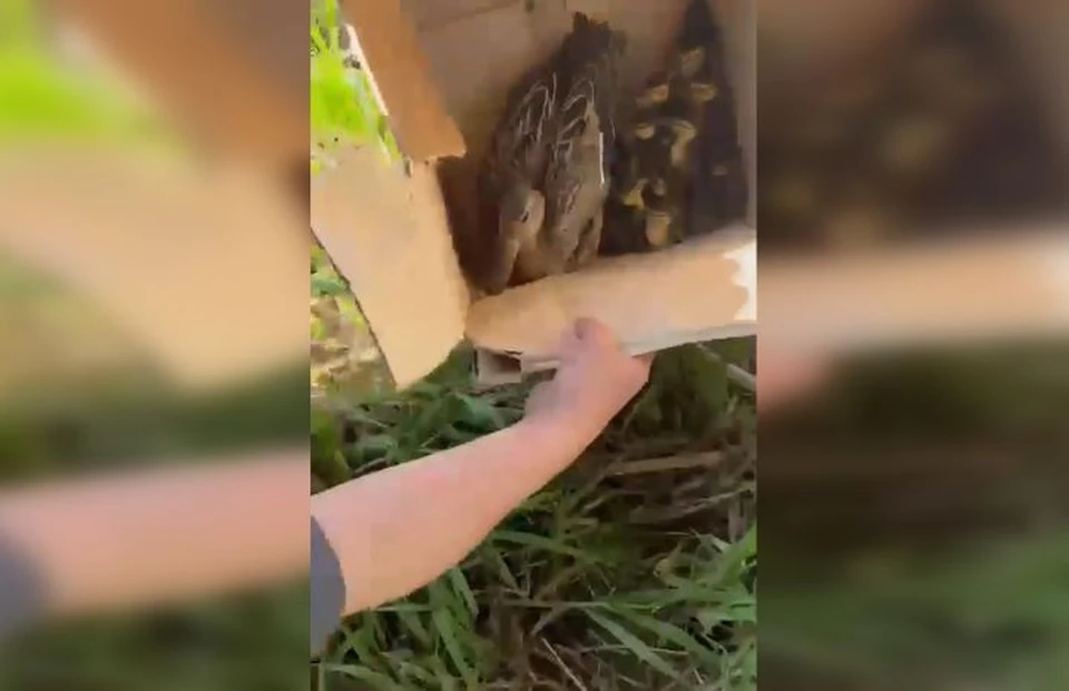 Сотрудники вокзала отвезли уток на ближайший водоем. ФОТО: группа "Жесть Ярославль" ВКонтакте