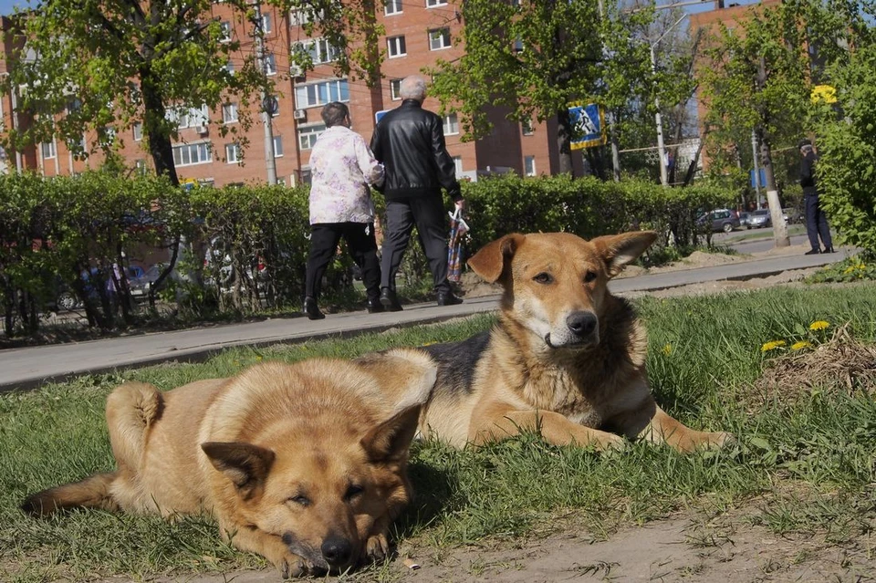 В городе Донской Тульской области безнадзорная собака покусала четырехлетнюю девочку