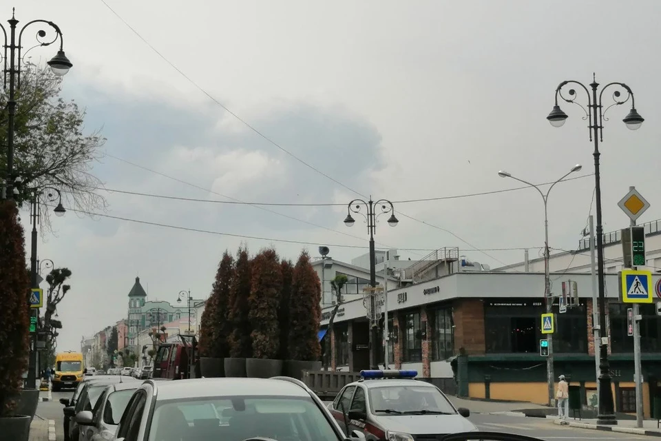 Поврежденные туи вывезли с улиц Самары для восстановительных процедур