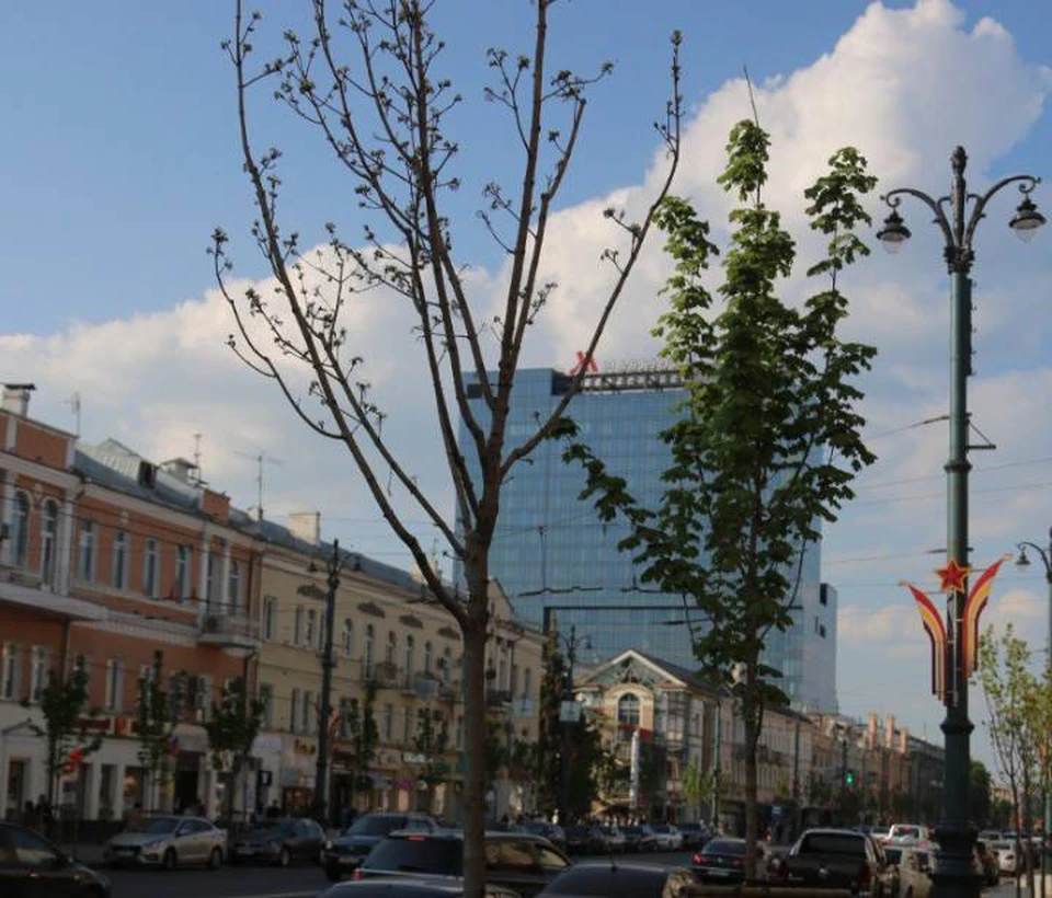 Один из проблемных кленов.