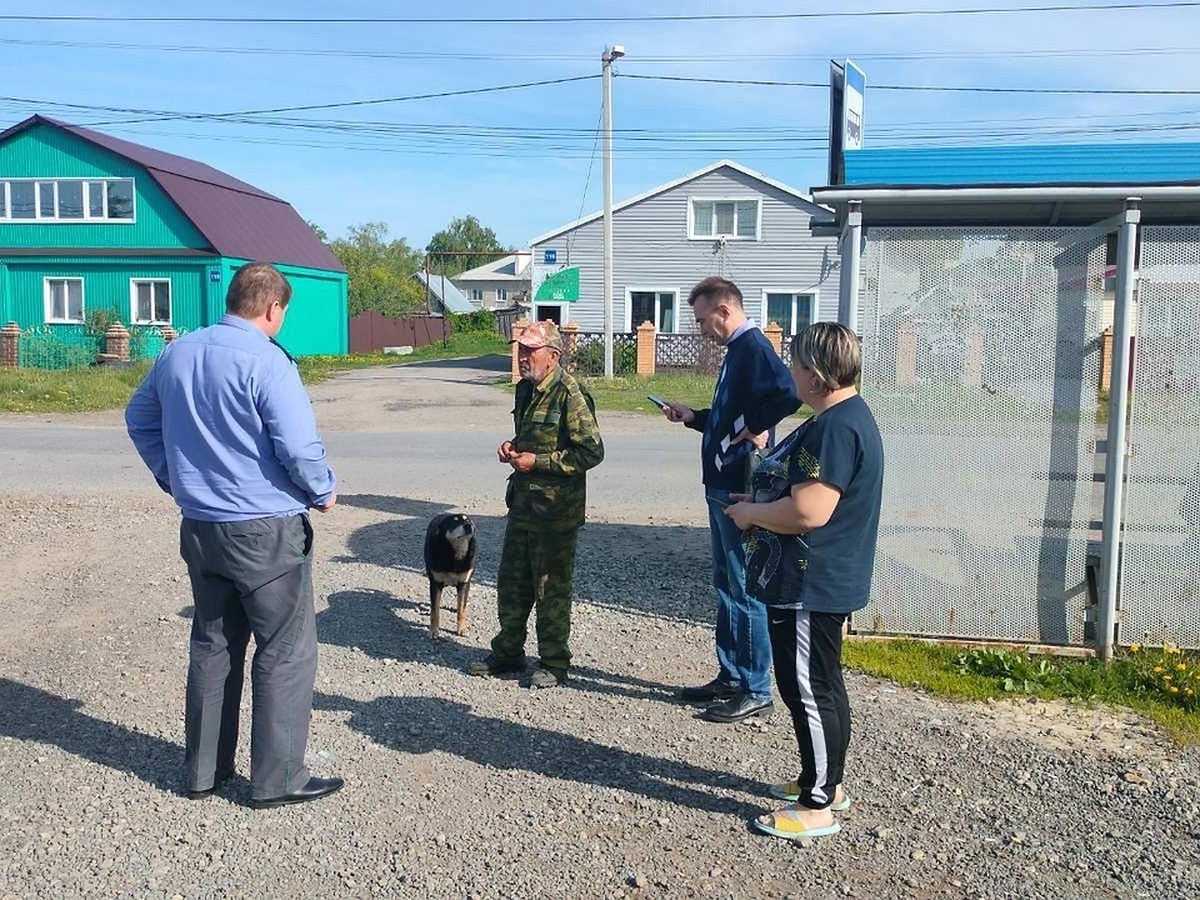 В Ульяновске считают бездомных собак – большинство из них прошли программу  по ОСВВ - KP.RU