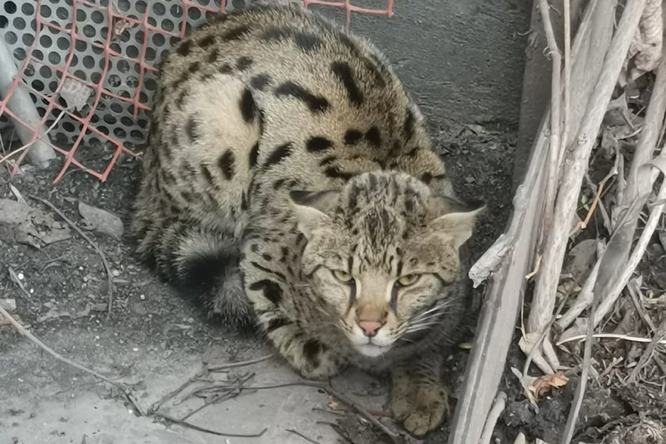 Клыки огромные, шипит»: в село под Новосибирском забрел огромный кот,  похожий на леопарда - KP.RU