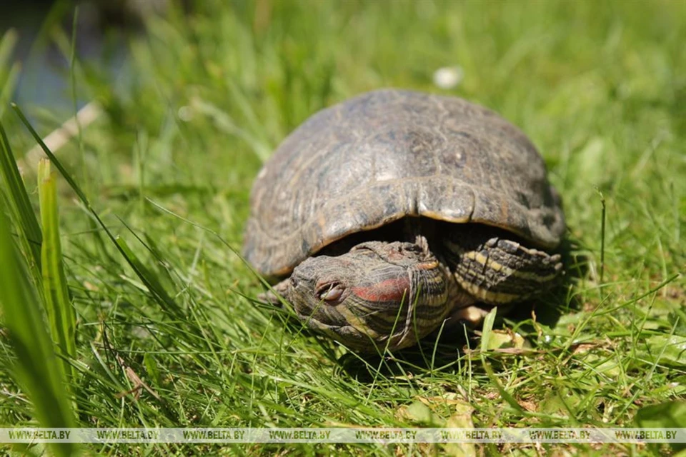 В Гродно дети в реке нашли красноухую черепаху. Фото: БелТА/Леонид Щеглов