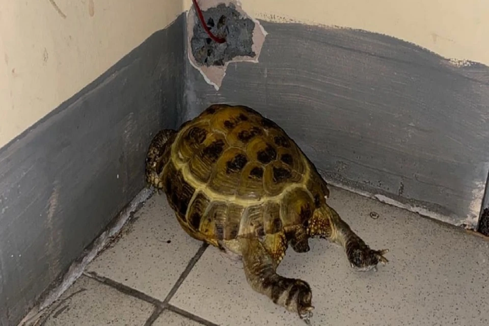 Гигантскую сухопутную черепаху нашли в подъезде на Первомайке в Новосибирске. Фото: "Моя Первомайка" // ВКонтакте.