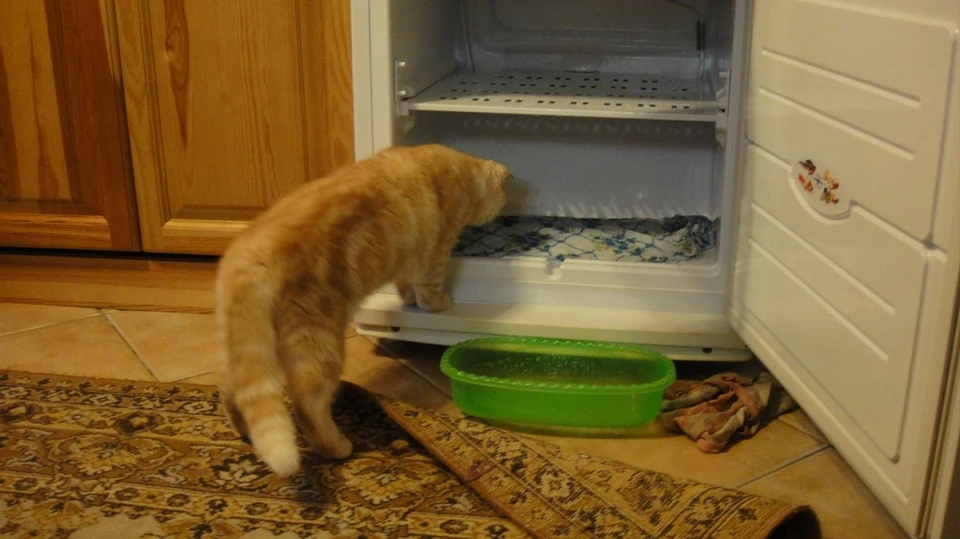 Продукты из холодильника надо успеть съесть, чтобы не испортились.