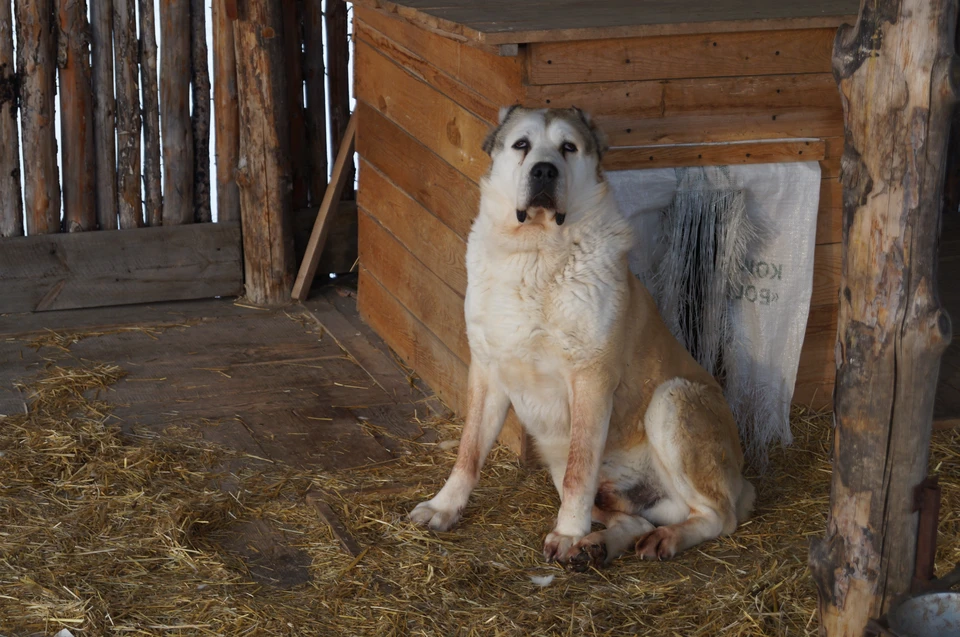 В Нижневартовске благодаря зоозащитной акции 23 собаки из приюта обрели семью