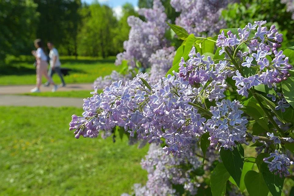 В четверг будет облачно, дождь.