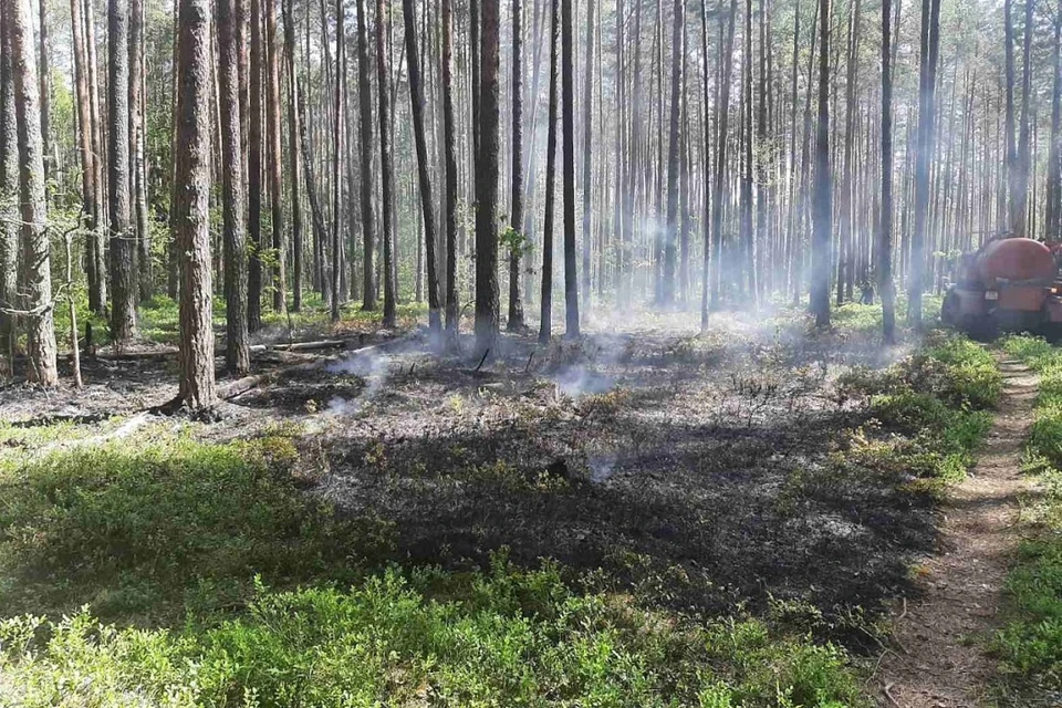 В Беларуси начались лесные пожары. Фото: Минлесхоз