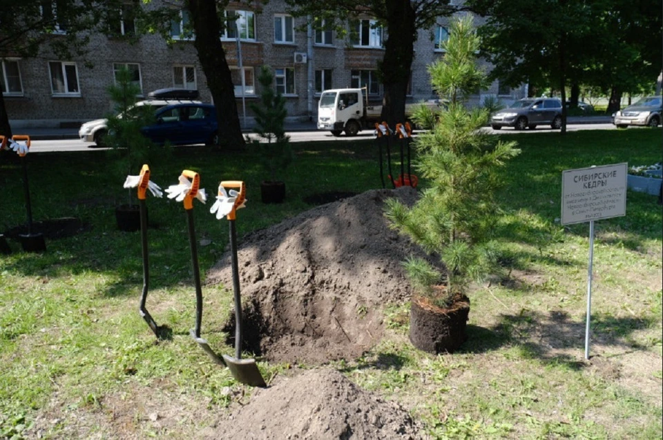 Молодые кедры посадили в память о Великой Отечественной войне. Фото: пресс-службы правительства НСО.