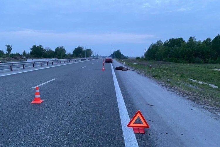 На федеральной трассе Тюмень — Ханты-Мансийск автомобиль Lada Vesta насмерть сбил лося