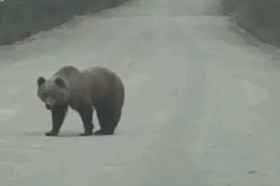 Очевидцы сняли на видео медведя, отдыхавшего на трассе в Магаданской области