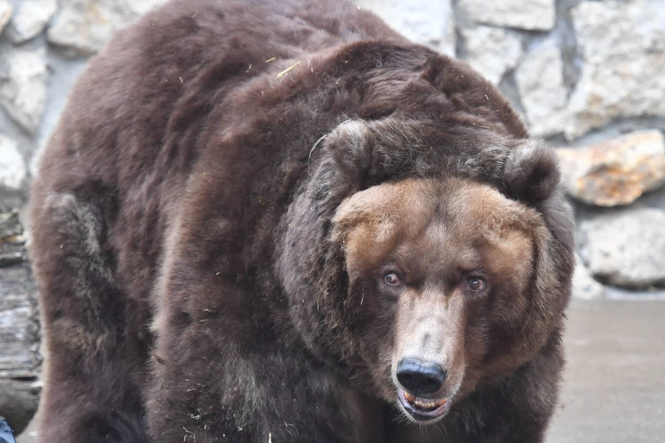 «Отбился и позвонил жене»: медведь едва не задрал сборщика черемши в Иркутской области