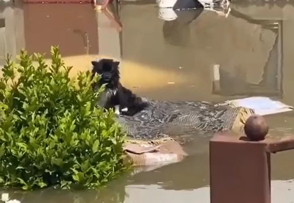 Собаку спасли из затопленного района. Фото: соцсети
