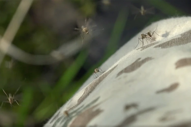 Биолог Павел Глазков предупредил петербуржцев о нашествии комаров
