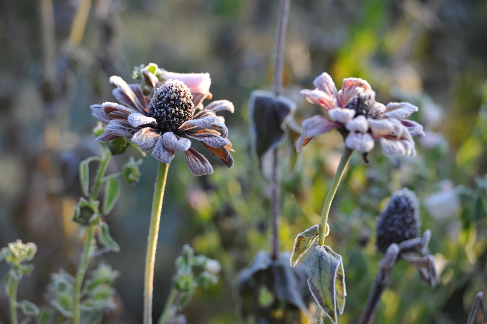 Волна холода накроет 11 регионов России.