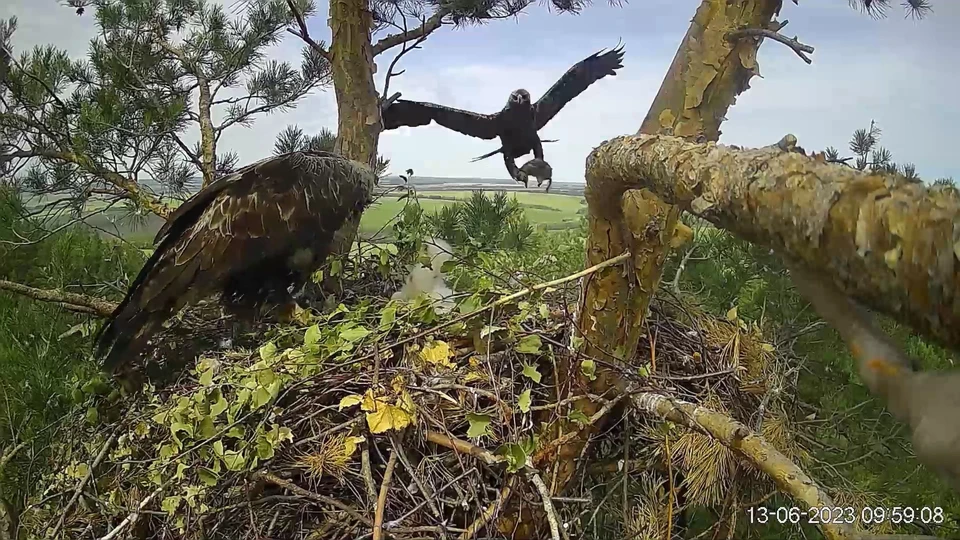 ФОТО: скриншот с видео