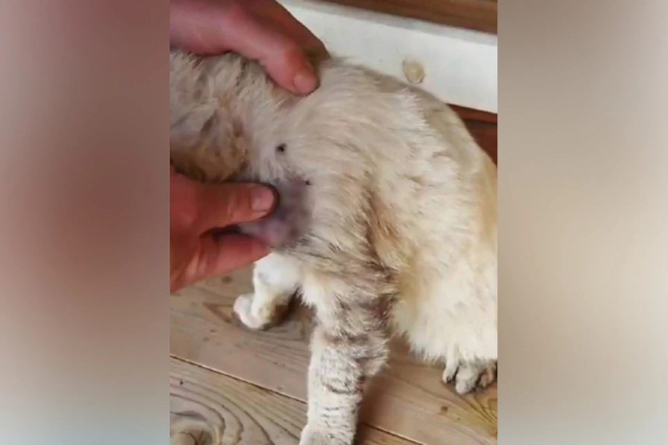 Кота привез хозяин, заметивший у питомца огнестрельное ранение. Фото: vk.com/club163966725