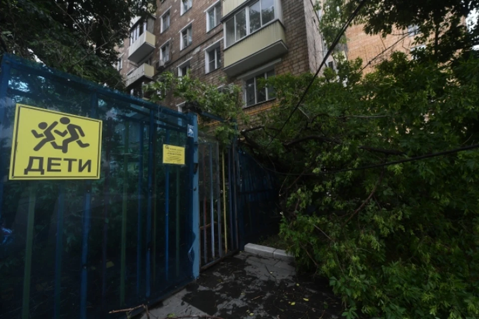 Сейчас приступили к распиливанию поваленных деревьев.