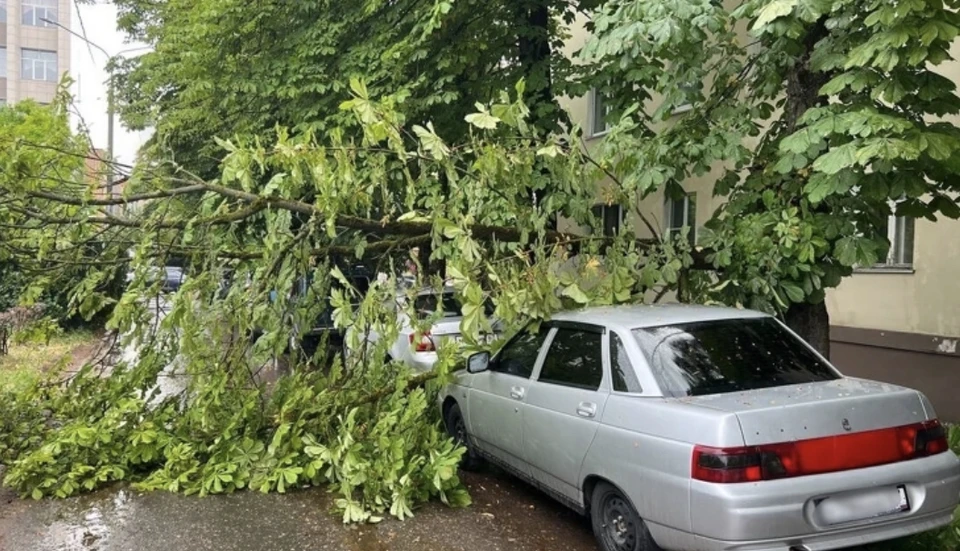 В Смоленске ураган повалил деревья на припаркованные машины. Фото: «Подслушано Смоленск» ВКонтакте.