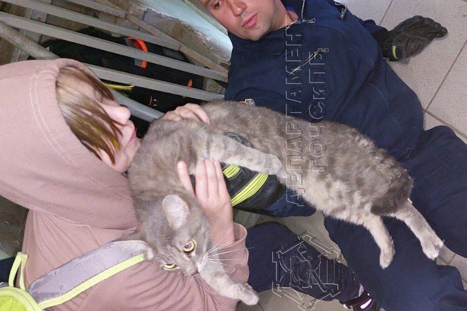 В Южном Тушине спасателям пришлось помогать напуганному коту, выпавшему из окна Фото: Департамент по делам гражданской обороны, чрезвычайным ситуациям и пожарной безопасности города Москвы