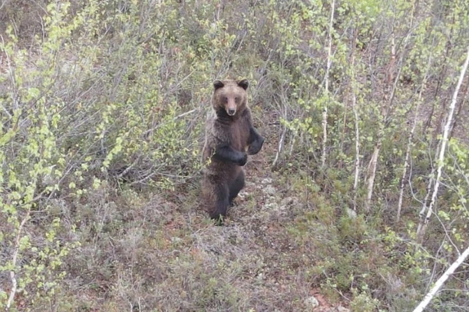 В начале июня медведя сняли с квадрокоптера у поселка Тура. Фото: Эвенкийская жизнь.
