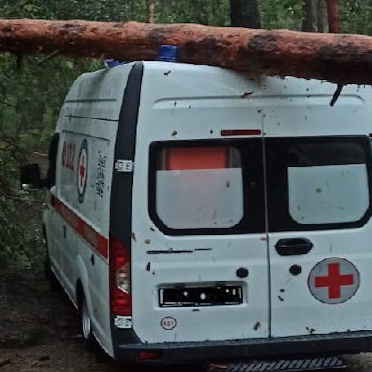 В Ступине деревья упали на едущие скорую помощь и легковой автомобиль -  KP.RU