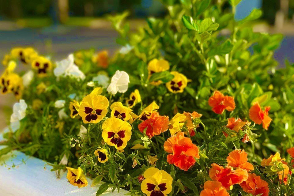 Несмотря на жару, город утопает в цветах. Фото: Архив "КП"