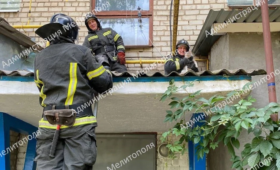 Спасатели достали котенка из козырька подъезда. Фото - телеграм-канал администрации Мелитополя