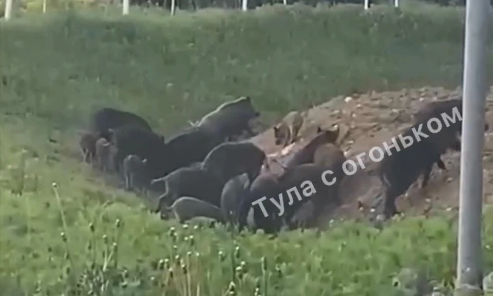 В Ясногорском районе очевидцы снова заметили стадо диких кабанов