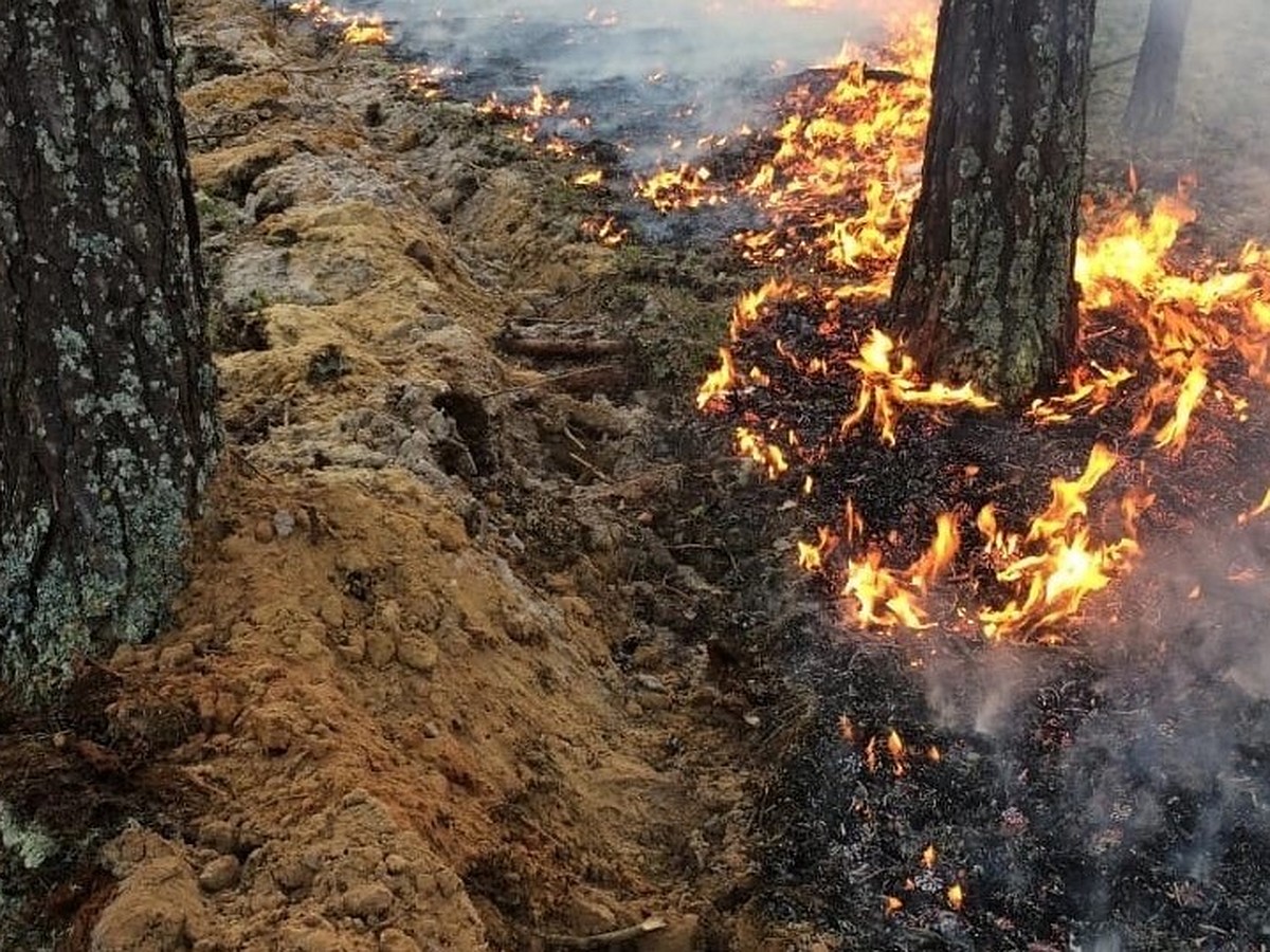 В Белоярском районе потушили все лесные пожары - KP.RU