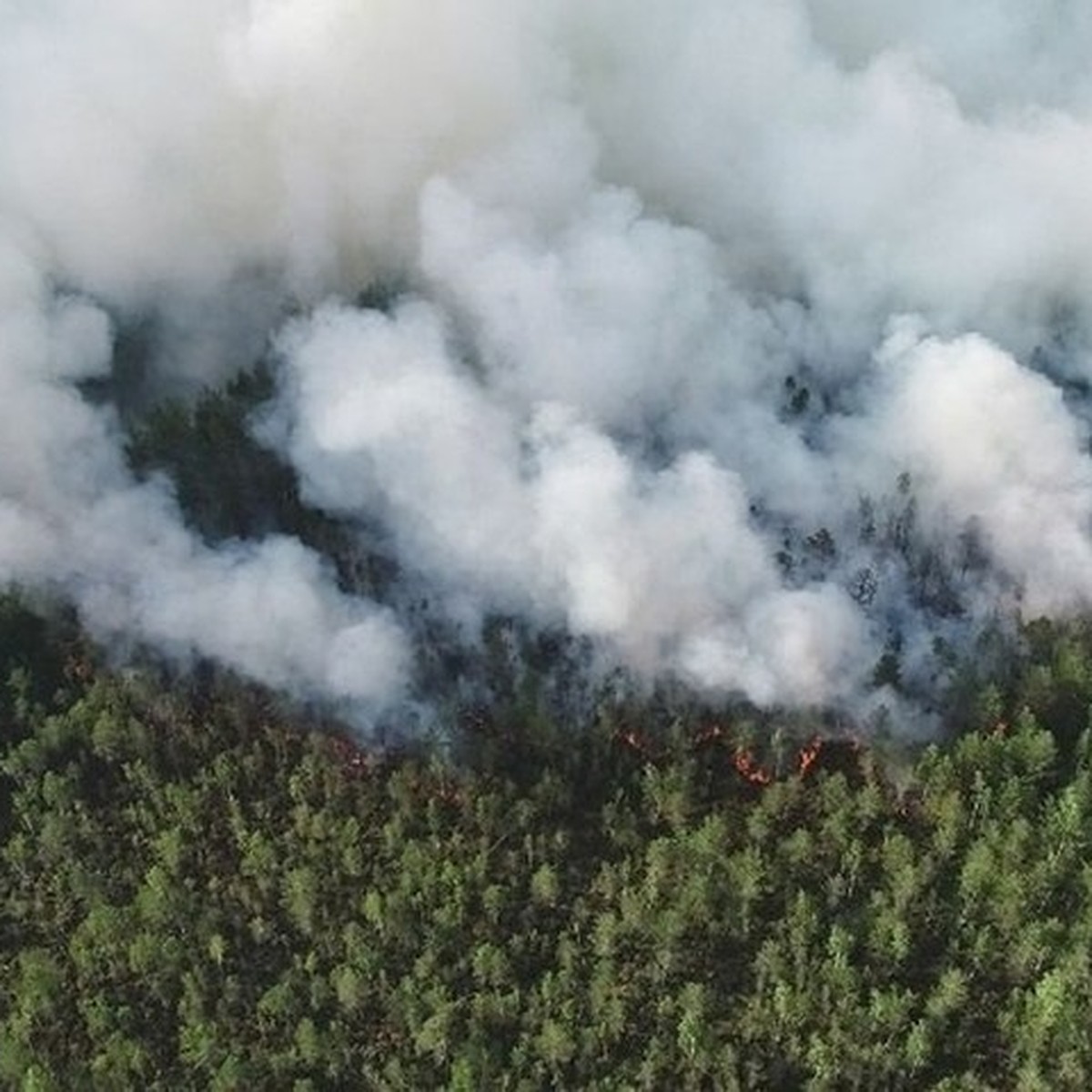 В Пермском крае бушует лесной пожар - KP.RU