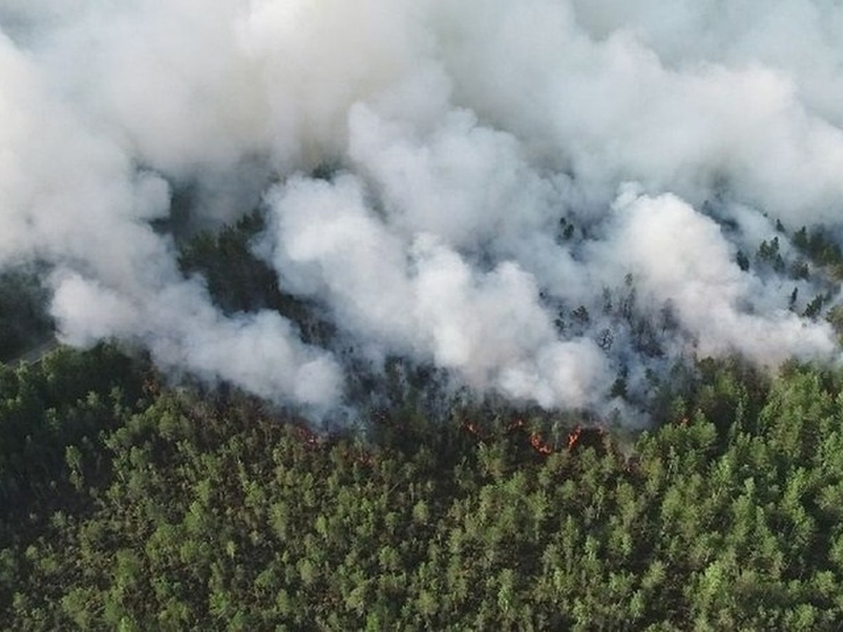 В Пермском крае бушует лесной пожар - KP.RU