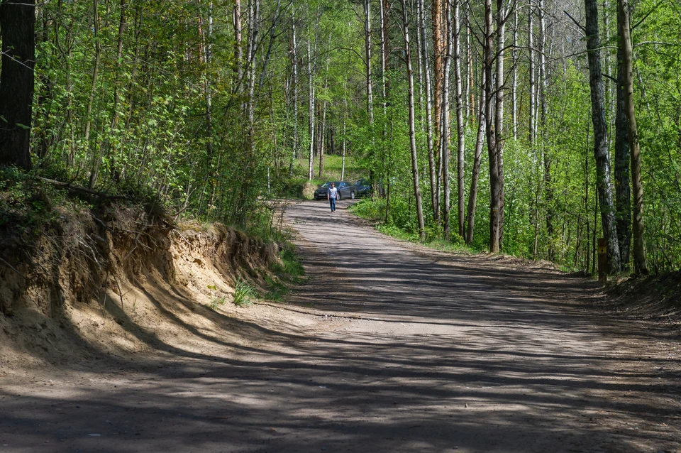 Пенсионер заблудился и несколько часов блуждал в лесу Ленобласти - KP.RU