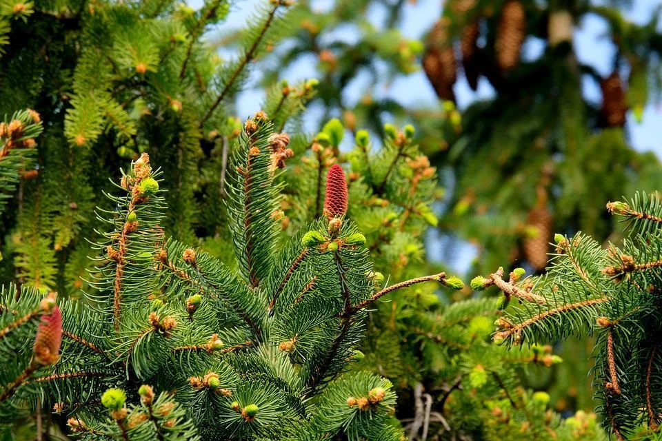 Фото: pxhere.com.