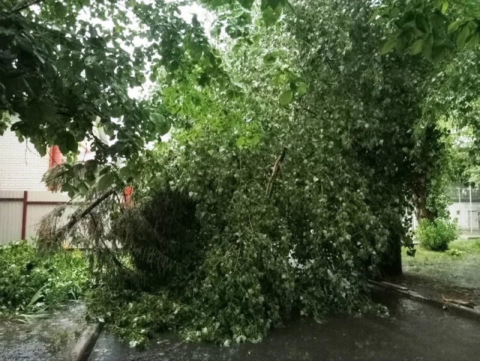 В Белгороде сильный ветер повалил несколько деревьев.