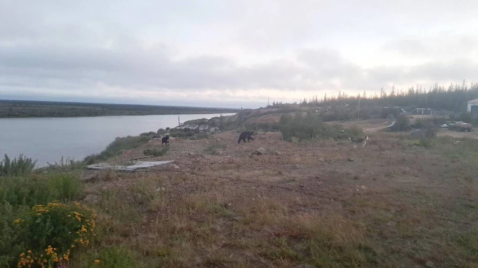 10 дней медведь пугает жителей поселка Черский в Якутии