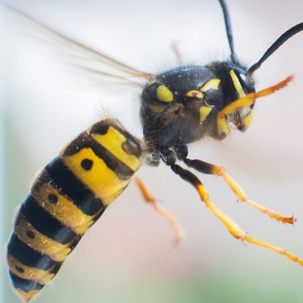 Что будет, если проглотить пчелу или осу? | Пикабу