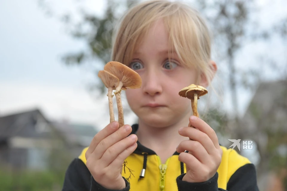 В Свердловской области грибами отравились три человека