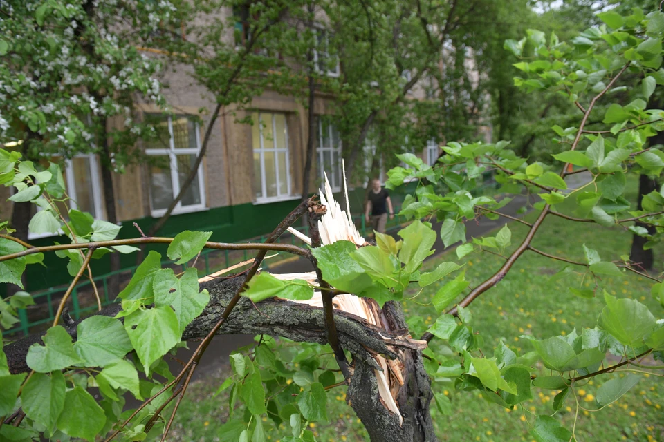 Во время стихии нельзя находиться около деревьев и любых легких конструкций