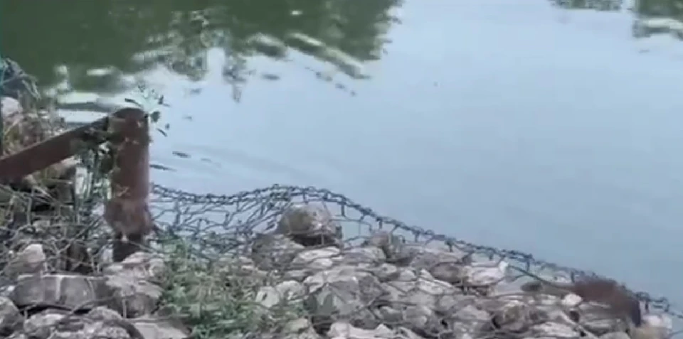 Жители утверждают, что грызунов на озере больше, чем уток