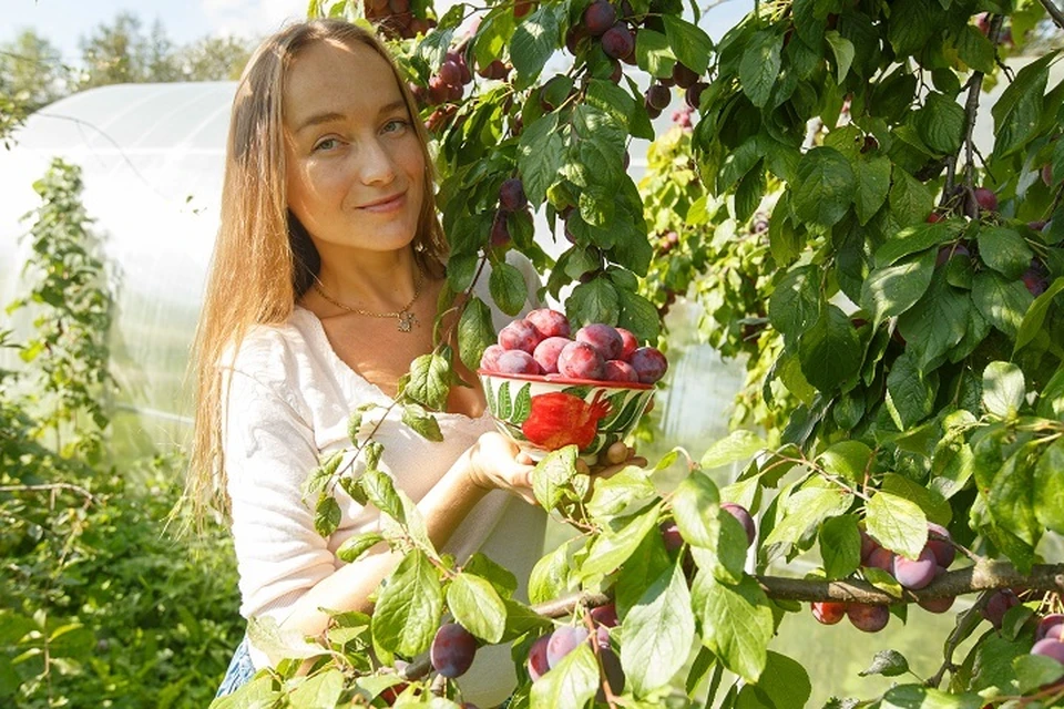 Слива на Кубани уродилась на славу, только сбыть ее трудно.